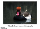Red crested pochard Netta rufina